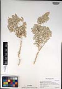 Atriplex hymenelytra image