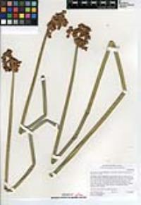 Schoenoplectus acutus image