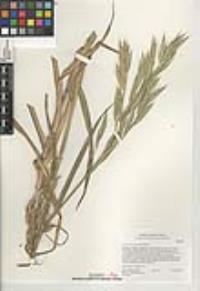 Bromus arizonicus image