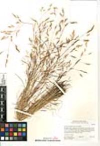 Deschampsia danthonioides image