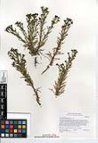 Amblyopappus pusillus image