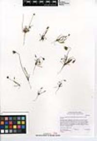 Microseris douglasii subsp. platycarpha image