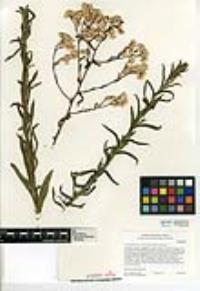 Pseudognaphalium ramosissimum image