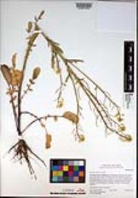 Barbarea orthoceras image