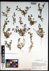 Lepidium didymum image