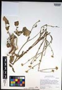 Hirschfeldia incana image