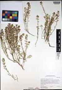 Lepidium nitidum image