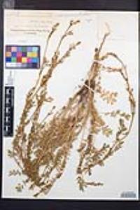 Poteridium occidentale image