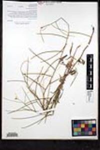 Sisymbrium orientale image