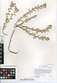 Atriplex leucophylla image