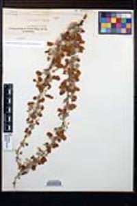 Senegalia greggii image
