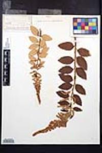 Spiraea tomentosa image