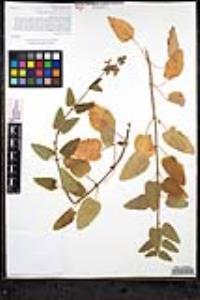 Stachys bullata image