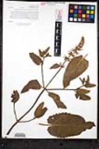 Stachys bullata image