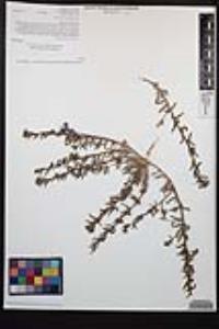 Camissoniopsis lewisii image