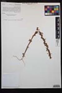Camissoniopsis robusta image