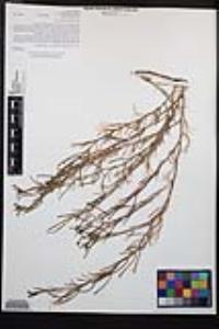 Camissonia strigulosa image