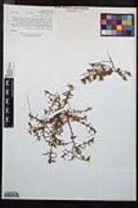 Camissonia strigulosa image