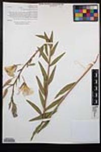 Oenothera elata image