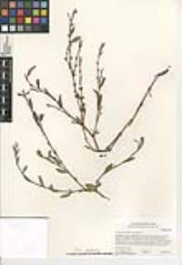 Chorizanthe procumbens image