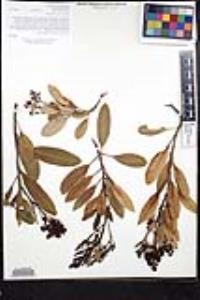 Heteromeles arbutifolia image