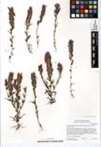Castilleja densiflora var. gracilis image
