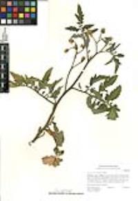 Solanum lycopersicum image