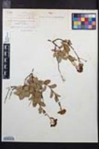 Spiraea splendens image