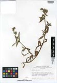 Amsinckia spectabilis image