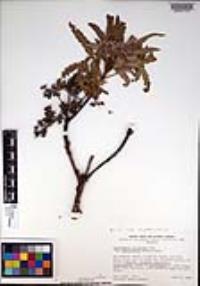 Lyonothamnus floribundus image
