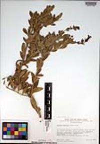 Gambelia speciosa image