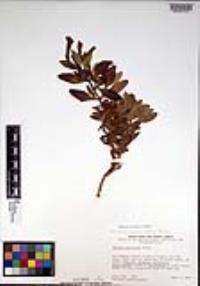 Diplacus parviflorus image