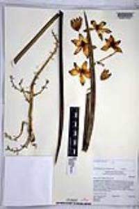 Hesperoyucca whipplei image