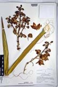 Yucca schidigera image