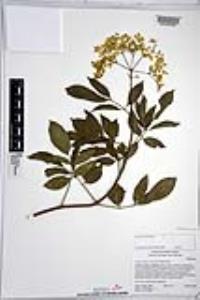 Sambucus cerulea image