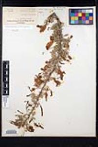 Senegalia greggii image