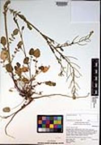 Barbarea orthoceras image