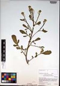 Barbarea orthoceras image