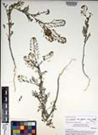 Descurainia pinnata subsp. glabra image