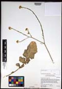 Hirschfeldia incana image