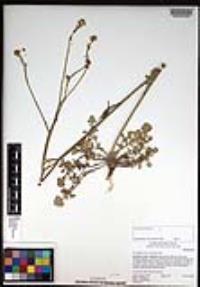 Hirschfeldia incana image