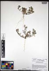 Lepidium lasiocarpum image