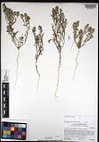 Lepidium lasiocarpum image