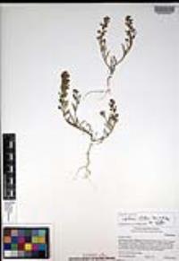 Lepidium nitidum image