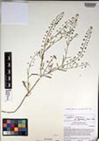 Lepidium virginicum subsp. menziesii image