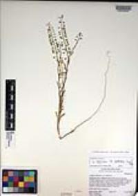 Lepidium virginicum subsp. menziesii image