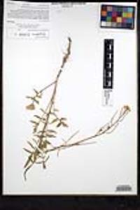 Sisymbrium orientale image