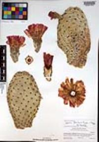 Opuntia basilaris image