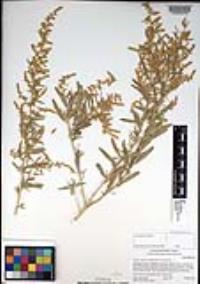 Atriplex canescens image