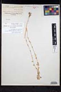 Thysanocarpus curvipes subsp. elegans image